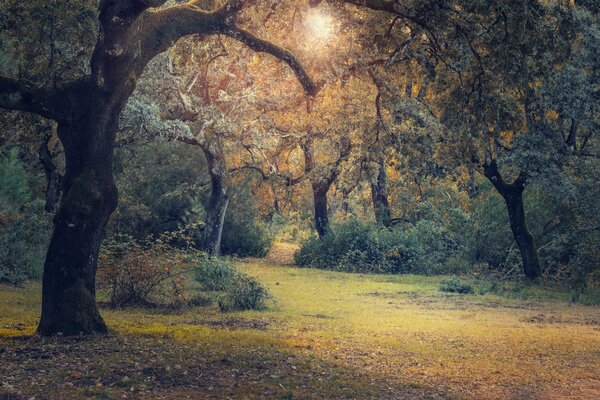 Clairière de forêt parsemée de renards d automne