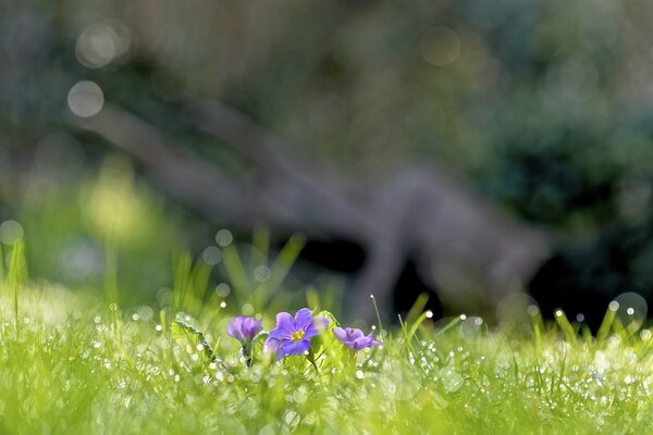 Herbe de printemps, fleurs lilas avec des gouttes de rosée