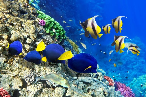 Viele helle Fische im Meer in Korallen