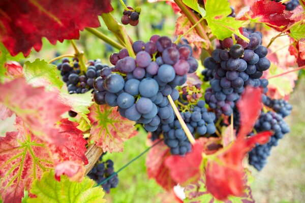 Bunches of burgundy grapes in autumn