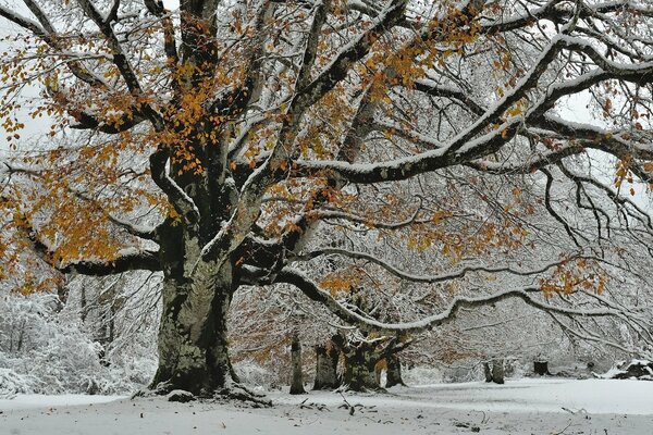 Winter image of a large tree