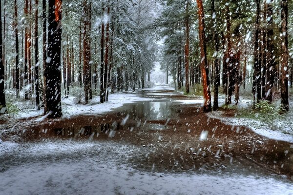 Trees in winter, it s snowing