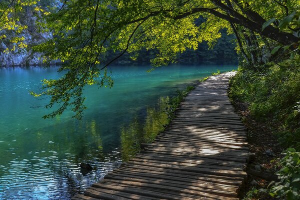 A path along the lake shore under the shade of trees