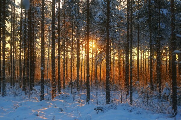 In winter, the trees are covered with snow in the forest