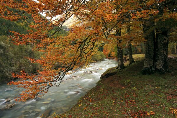 Bergfluss im Herbstwald