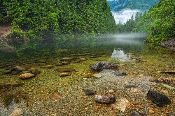 Lago junto al bosque en las montañas