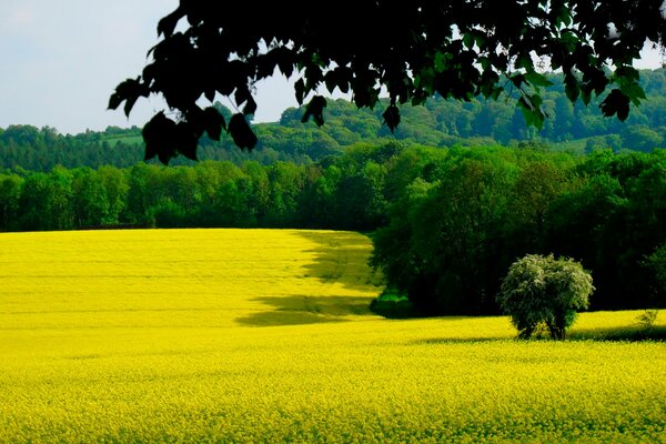 Campo giallo succoso in una chiara giornata estiva