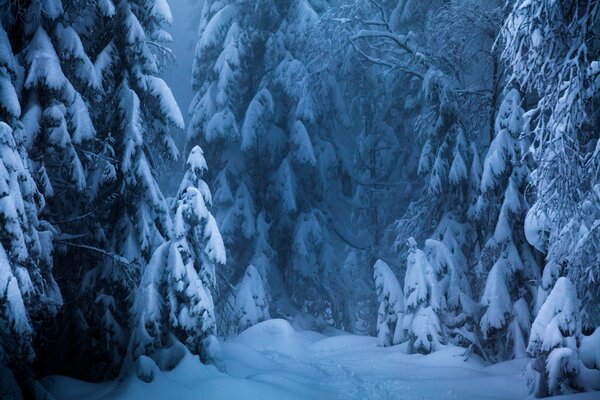 Invierno en el bosque de abetos