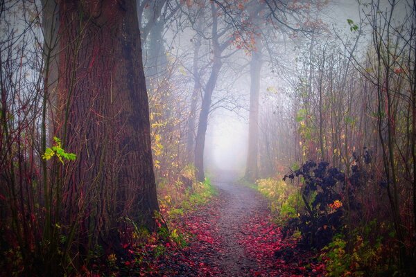 Natur Herbstnebel im Wald