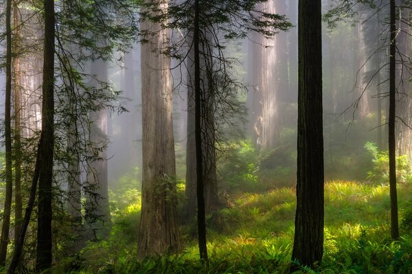 Fourré de forêt dans le brouillard léger