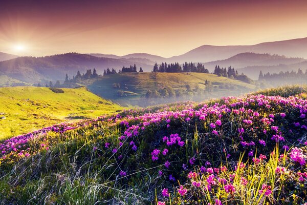 Fiori selvatici sui pendii delle montagne