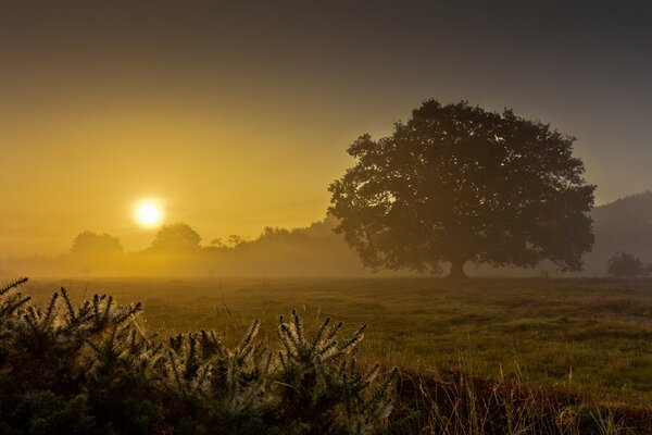 Baum im Feld am nebligen Morgen