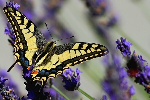 Swallowtail butterfly flew to lavender