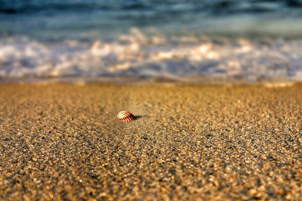 Una conchiglia solitaria giace sulla sabbia