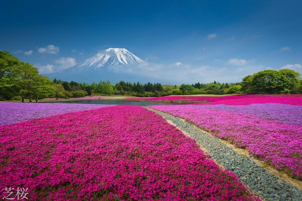 There are many flowers and lakes hidden from people s eyes in the forest in China