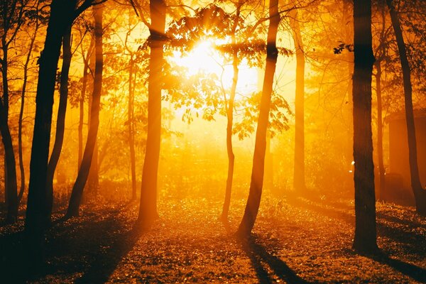 Natura. Tramonto tra gli alberi