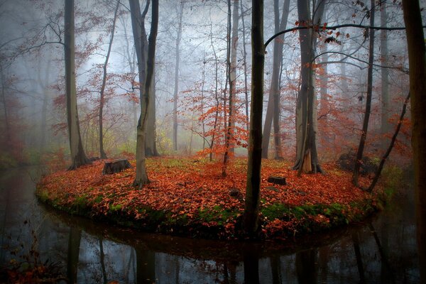 Nature automnale près de la rivière