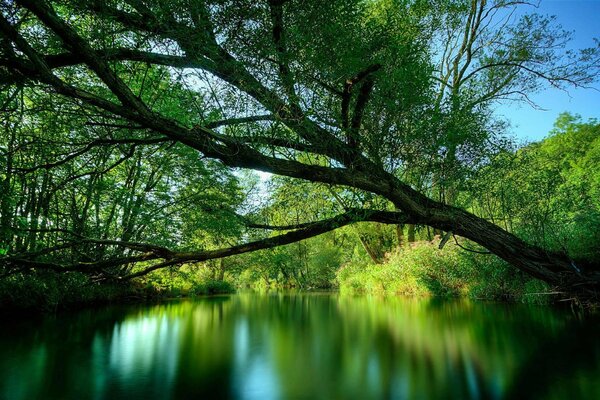 Un árbol inclinado sobre un río en el bosque