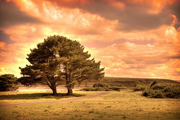 Arbres avec une Couronne au coucher du soleil