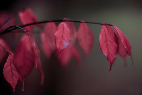 Foglie autunnali rosse sfocate