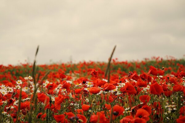 Un immense champ de coquelicots d été