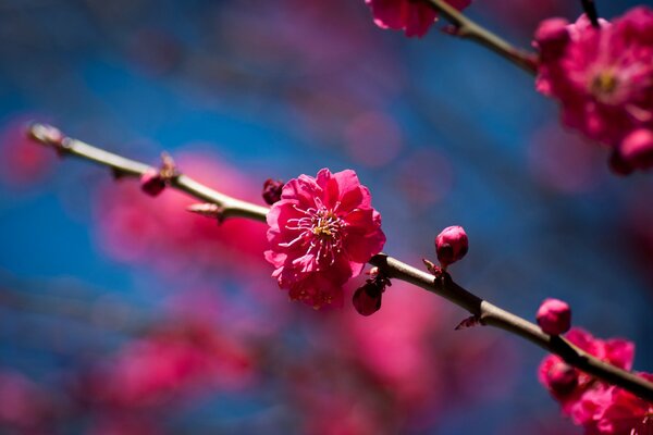 Branche d arbre fruitier en fleurs au printemps