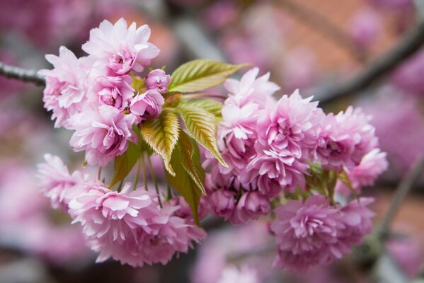 Pink cherry blossom branch