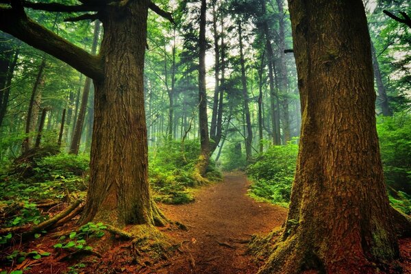 Randonnée dans la forêt le long d un sentier parmi les arbres