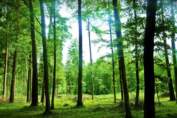 Juego de vegetación en el bosque de verano