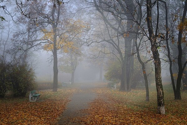 Nebeliger Herbstmorgen im Park