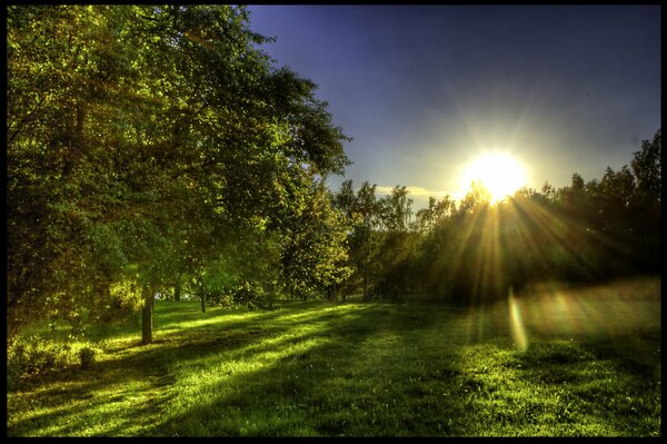 Clairière consacrée par les rayons du soleil du matin