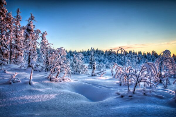 Le tracce sulla neve sembrano molto belle