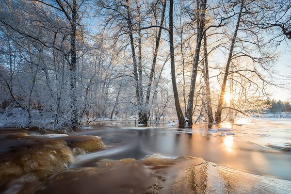 Wesseniya inondation dans la clairière de la forêt