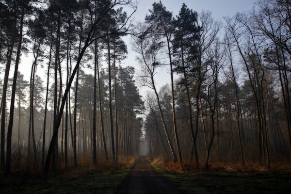 The road at dawn to the still sleeping forest