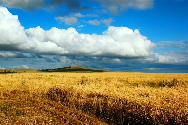 Campo di grano in Kazakistan, bellissimo paesaggio