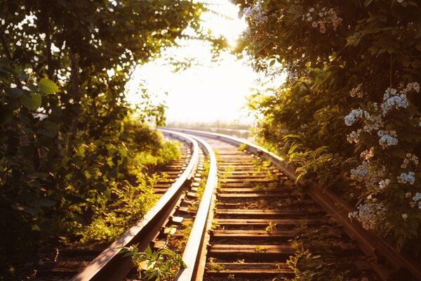 Ferrocarril en matorrales verdes