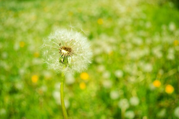 Fluffy dandelion in the green grass