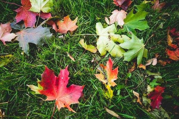 Autumn maple leaves on the grass