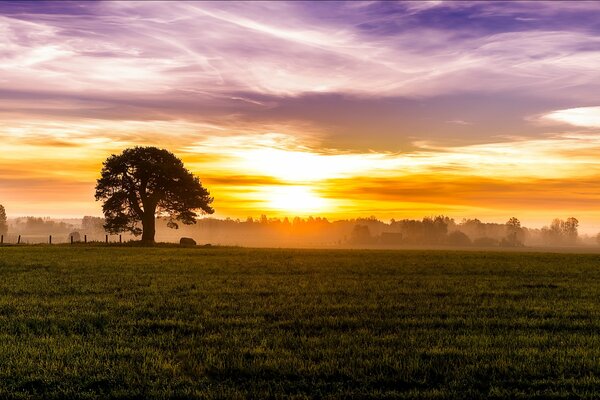 Der Aufstieg der Sonne wegen des mächtigen Waldes