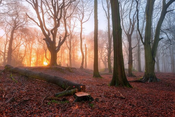 Sonnenaufgang der aufwachenden Sonne in einem nebligen Wald