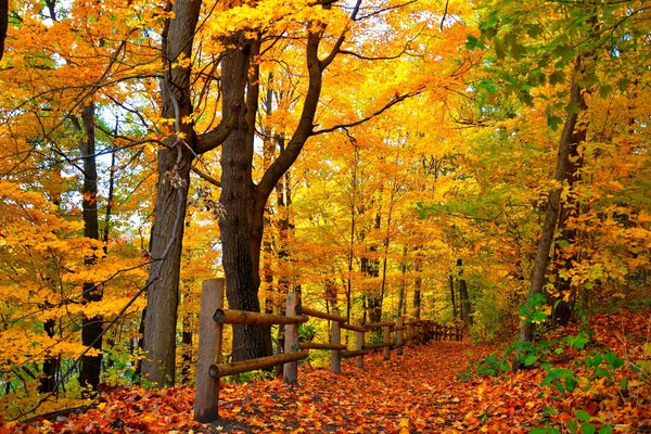 Herbstpark. Alles ist mit Laub übersät