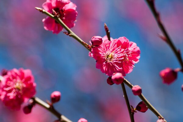 Spring. Cherry blossom branch