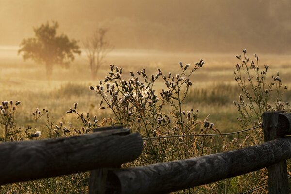 Matin brumeux derrière la clôture du jardin