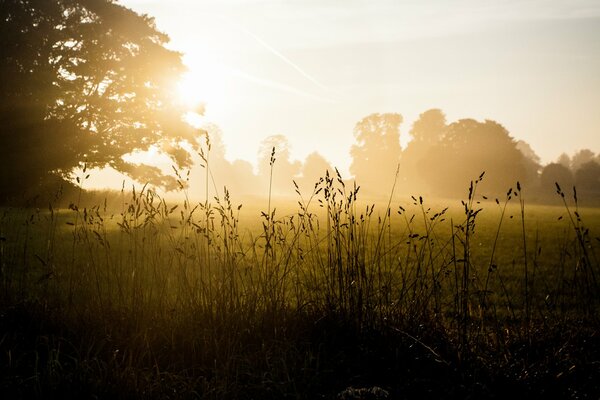 Misty glade is very mysterious and beautiful