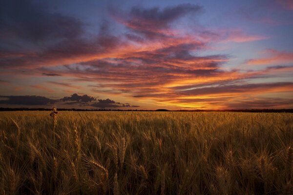 Nuages du soir sur le terrain