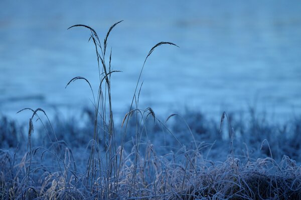 An unrealistically beautiful photo of vegetation and a lake in the distance