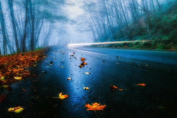 Autunno favoloso. Pioggia nella nebbia