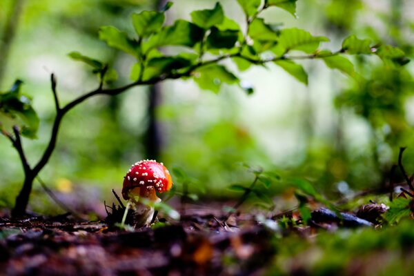 Im Herbst gibt es viele Pilze im Wald auf dem Waldweg