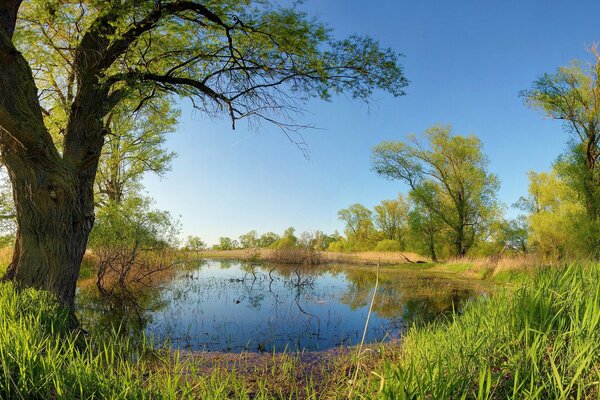 Pond with a tree in bright spring