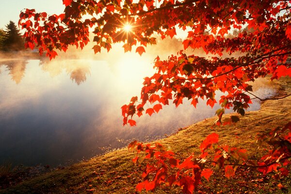 Hojas rojas en un árbol en otoño sobre un río